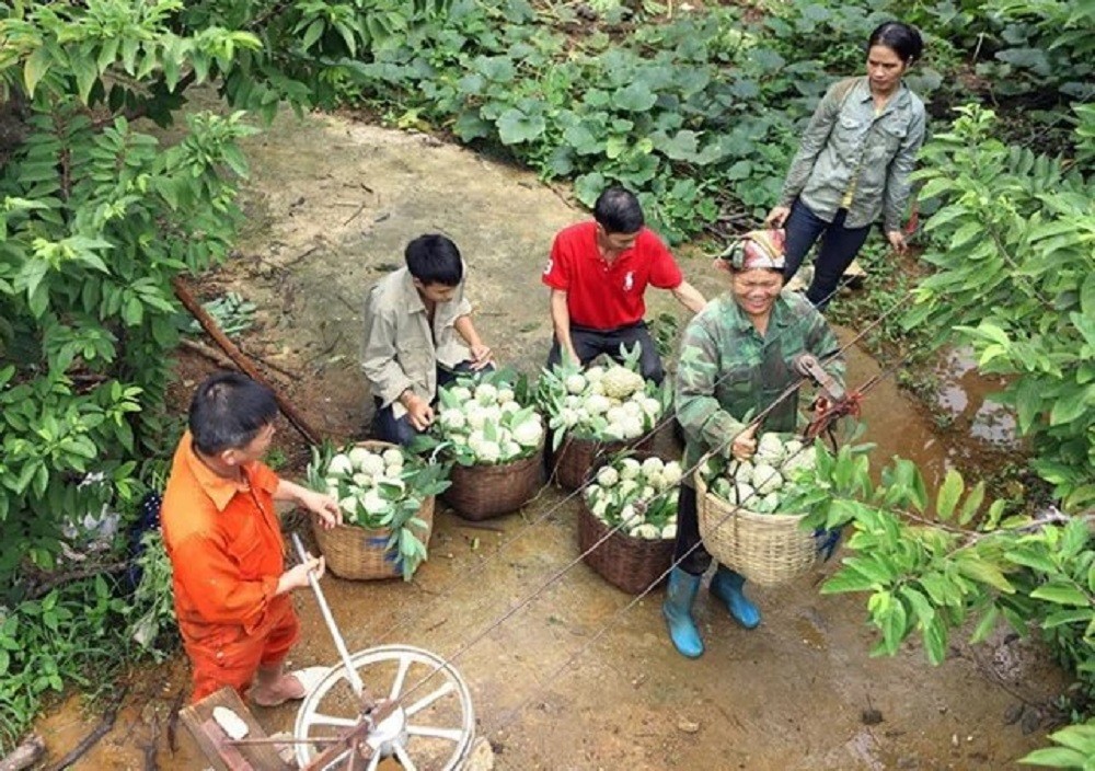 Na Lạng Sơn được trồng trên núi, vận chuyển xuống dưới bằng tời và ròng rọc. Ảnh: TTX.