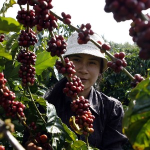 Giá cà phê tăng trong tháng 8/2026. Ảnh: Nguyễn Quang Phúc.