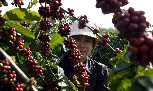 Giá cà phê tăng trong tháng 8/2026. Ảnh: Nguyễn Quang Phúc.