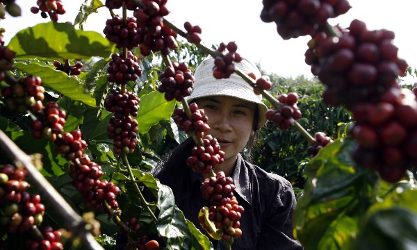 Giá nông sản tháng 8/2026: Lúa và cà phê tăng, lợn hơi, thủy sản giảm