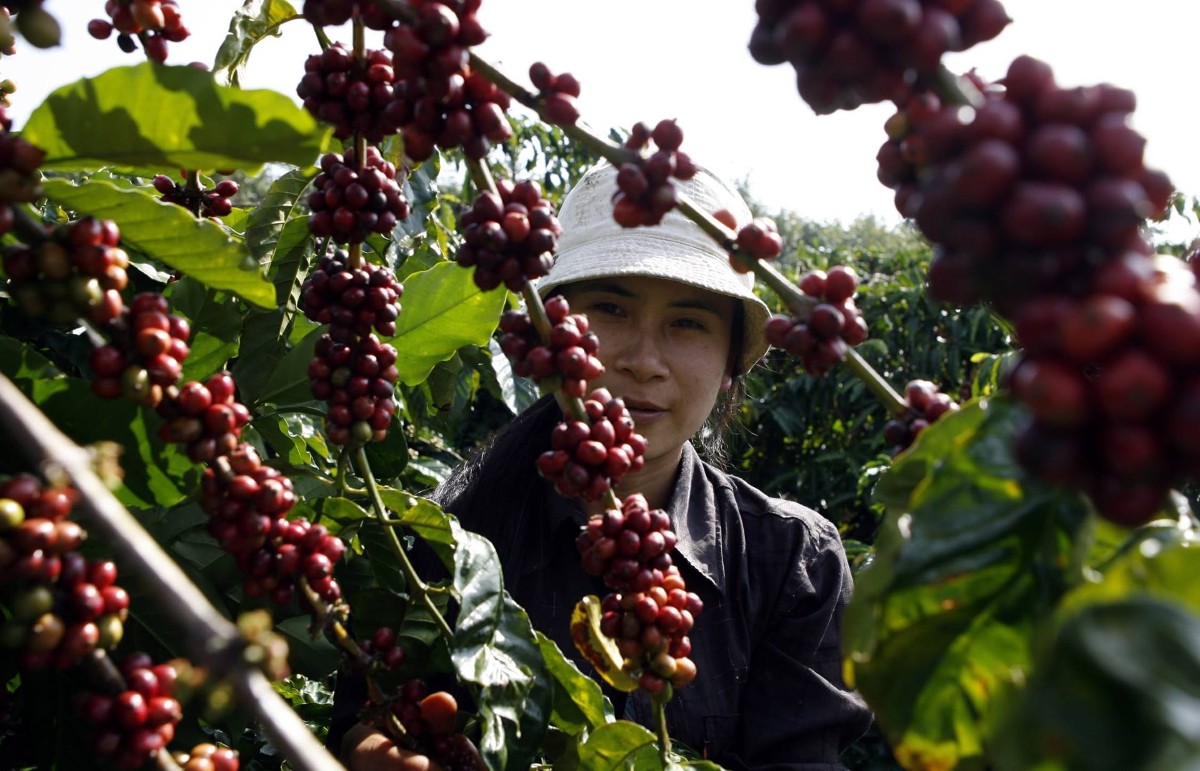 Giá cà phê tăng trong tháng 8/2026. Ảnh: Nguyễn Quang Phúc.