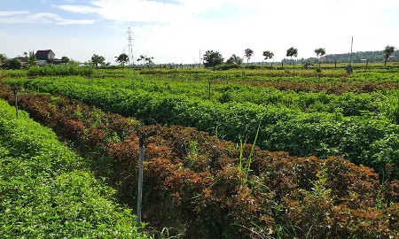Hà Tĩnh thúc đẩy nông nghiệp xanh bằng công nghệ sinh học