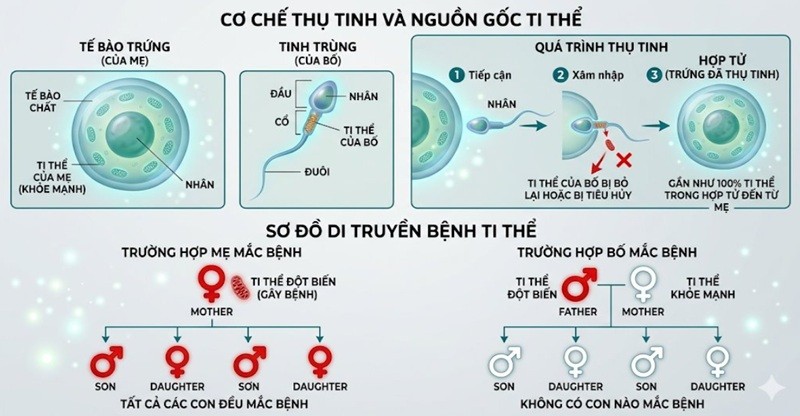 Bệnh thần kinh thị giác di truyền Leber chỉ di truyền theo dòng mẹ, không di truyền theo dòng bố. Ảnh: Medlatec