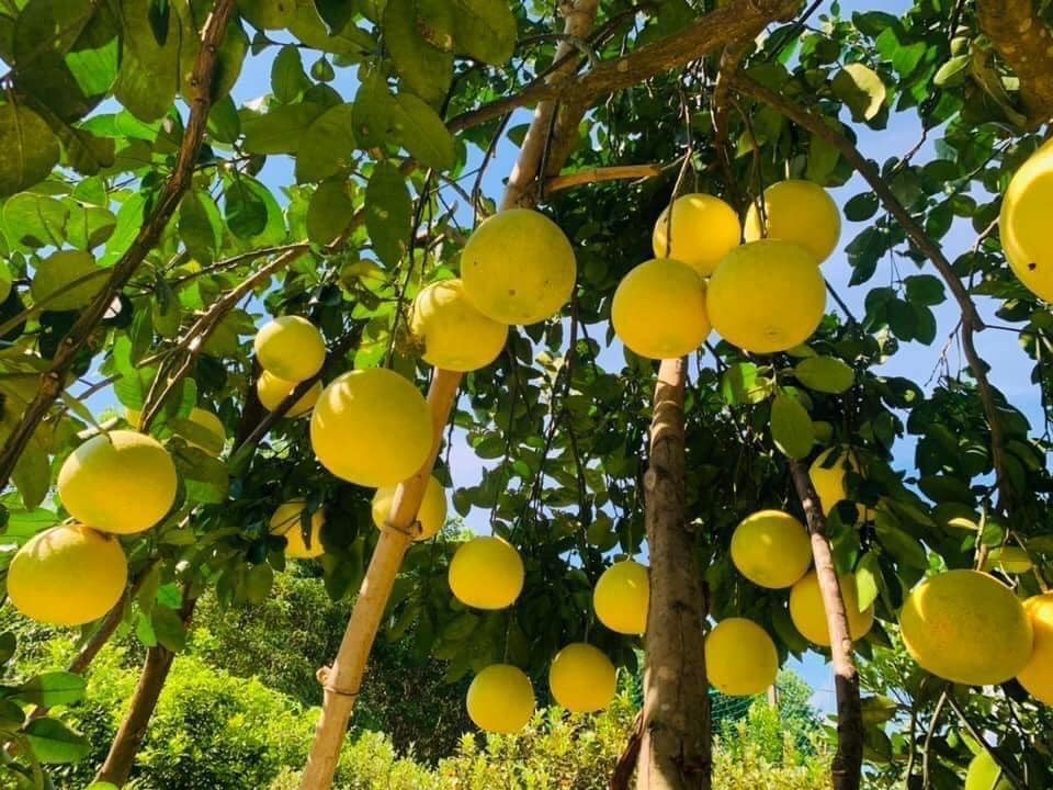 Bưởi Phúc Trạch là một trong những sản phẩm đặc trưng được Hà Tĩnh chú trọng bảo tồn và nâng cao chất lượng. Ảnh: UBND tỉnh Hà Tĩnh.