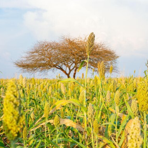 Ảnh minh họa - Ảnh: FAO