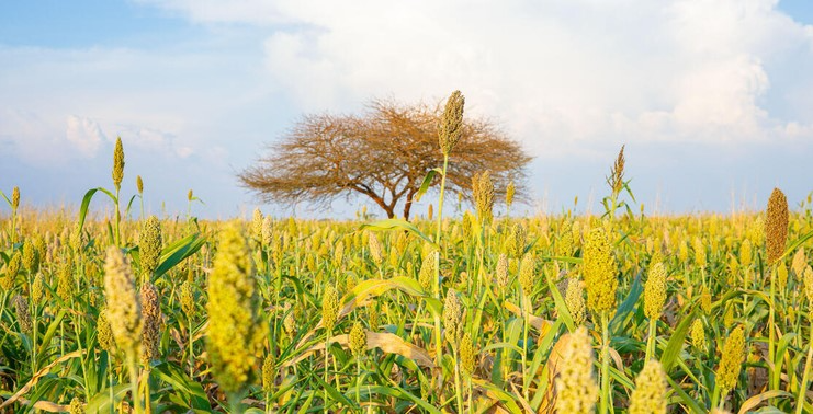 Ảnh minh họa - Ảnh: FAO