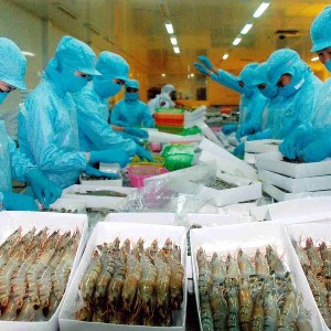 Tôm là mặt hàng xuất khẩu lớn nhất của ngành thủy sản trong 8 tháng năm 2026. Ảnh: MOIT.