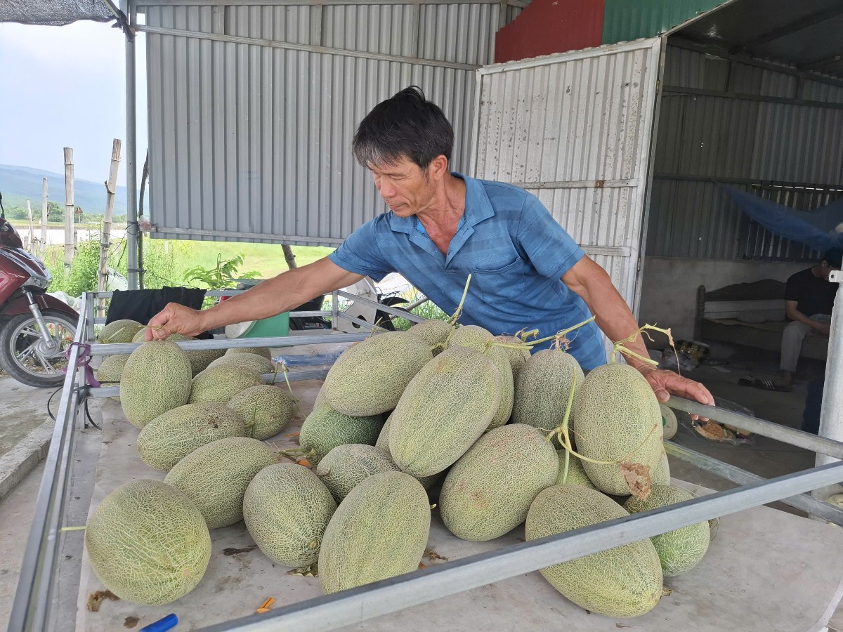 Dưa sau khi thu hoạch được tập kết để phân loại và đưa đi tiêu thụ. Ảnh: Nguyễn Thuấn.