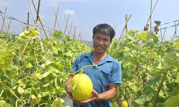 Từ trồng lúa đến trồng dưa, người nông dân giàu lên nhờ chọn đúng cây trồng giá trị