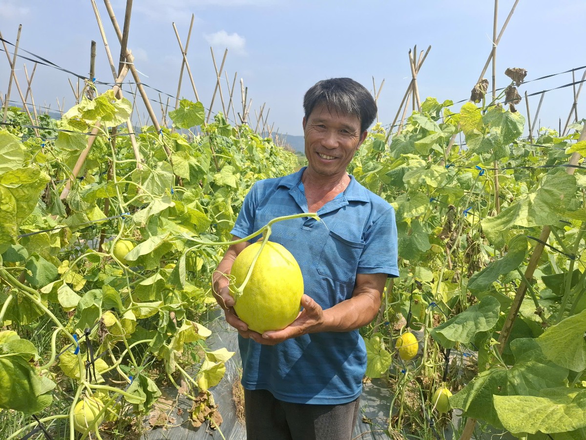 Từ vài sào thử nghiệm ban đầu, ông Lương Trọng Anh đã phát triển vùng dưa hơn 10ha, tạo nguồn thu hàng trăm triệu đồng mỗi năm. Ảnh: Nguyễn Thuấn.
