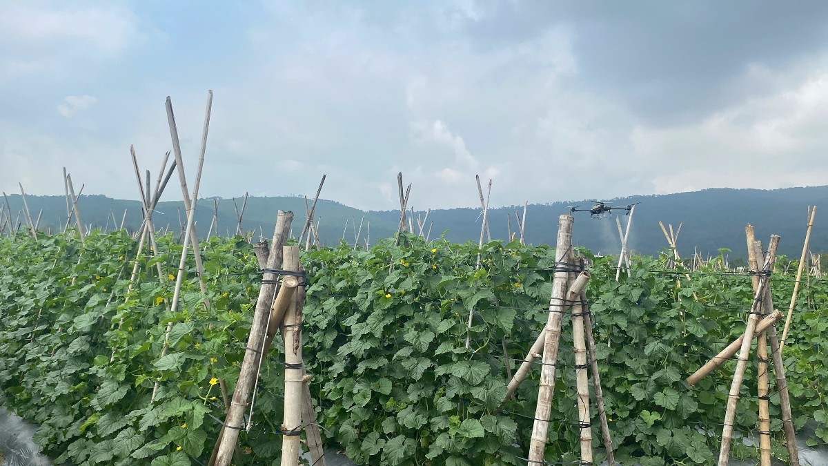 Những luống dưa được chăm sóc theo từng giai đoạn sinh trưởng. Để thuận tiện chăm sóc trên diện tích rộng, ông Anh còn sử dụng máy bay không người lái để phun thuốc sinh học. Ảnh: Nguyễn Thuấn.