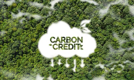 Điều gì quyết định chất lượng và giá tín chỉ carbon rừng?