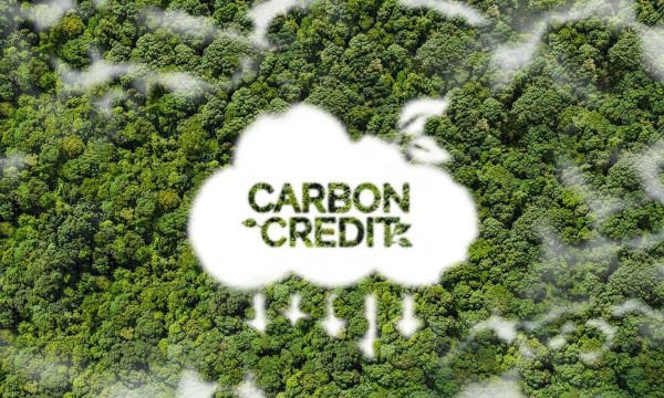 Điều gì quyết định chất lượng và giá tín chỉ carbon rừng?