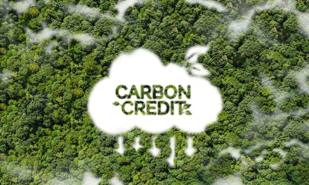 Chất lượng tín chỉ carbon rừng đang trở thành một vấn đề được quan tâm, chú ý. Ảnh minh họa: Vanza