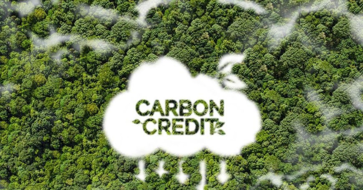 Định giá tín chỉ carbon rừng: Chất lượng là yếu tố then chốt