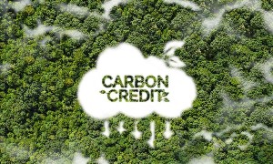 Chất lượng tín chỉ carbon rừng đang trở thành một vấn đề được quan tâm, chú ý. Ảnh minh họa: Vanza