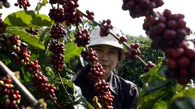 Vietnamese Robusta: shifting from quantity to quality to unlock value