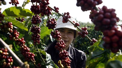 Vietnamese Robusta: shifting from quantity to quality to unlock value