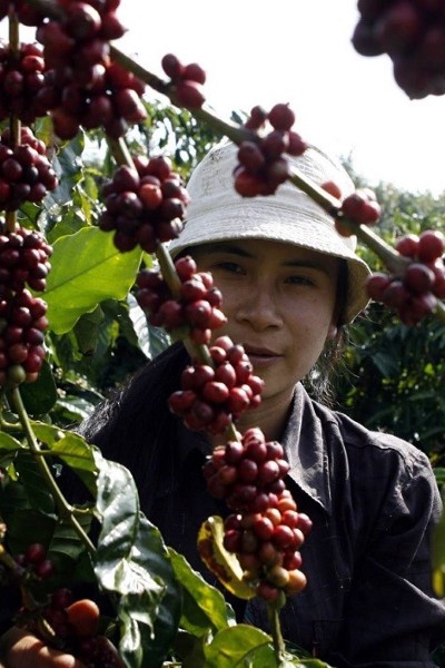 Vietnamese Robusta: shifting from quantity to quality to unlock value