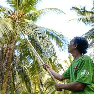 ACP đồng hành cùng người nông dân góp phần phát triển vùng nguyên liệu dừa hữu cơ tại Vĩnh Long. Ảnh: AIG.