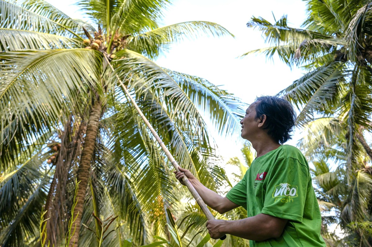 ACP đồng hành cùng người nông dân góp phần phát triển vùng nguyên liệu dừa hữu cơ tại Vĩnh Long. Ảnh: AIG.