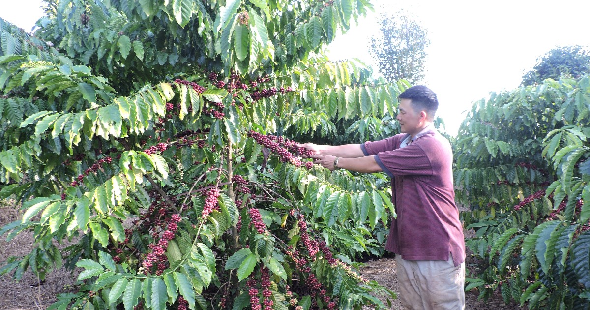 Ngành cà phê trước thềm vụ mới: Biến động giá và triển vọng xuất khẩu