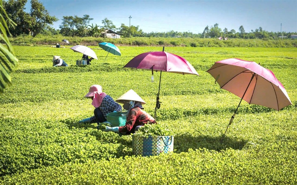 Sản xuất nông nghiệp theo hướng hữu cơ đang được mở rộng tại thành phố Huế. Ảnh: UBND TP Huế.