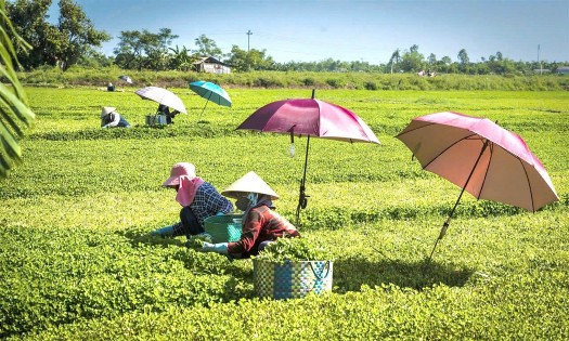 Sản xuất nông nghiệp theo hướng hữu cơ đang được mở rộng tại thành phố Huế. Ảnh: UBND TP Huế.