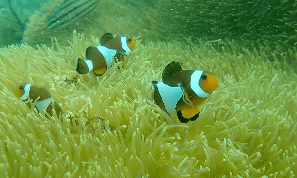 San hô ở các vùng biển Đông Á trụ vững giữa suy giảm toàn cầu