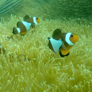 San hô tại Pulau Hantu, Singapore, năm 2021. Những loài san hô có thể phát triển trong môi trường khắc nghiệt, như các vùng nước đục quanh Singapore, thường có khả năng chống chịu cao hơn trước các đợt sóng nhiệt biển. Ảnh: Huang Danwei