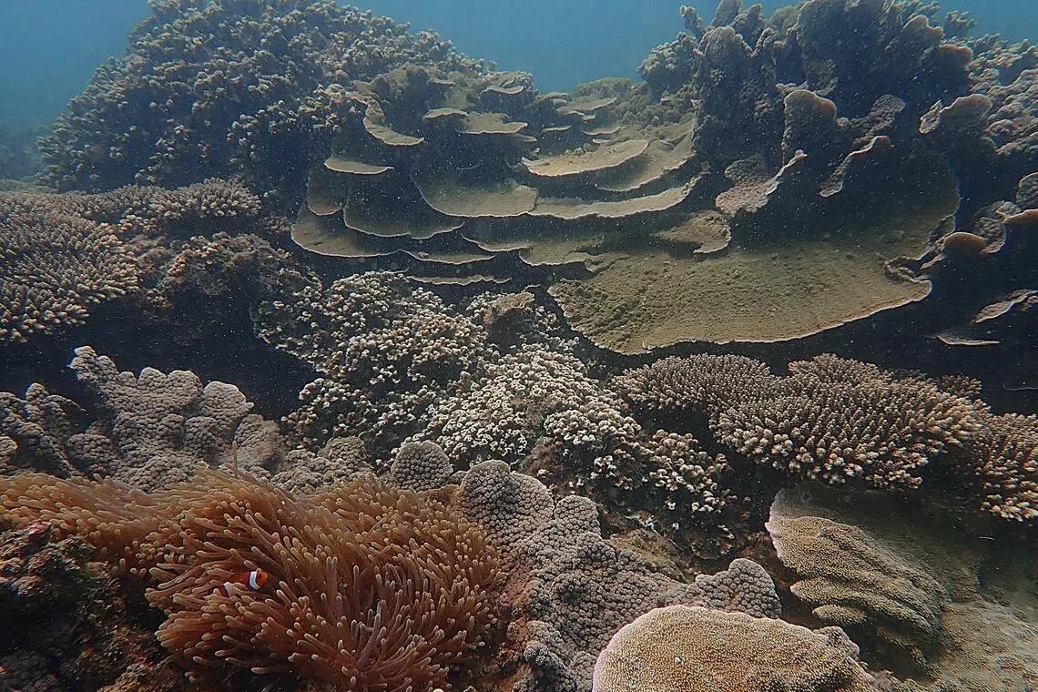 San hô tại Pulau Satumu, Singapore, năm 2019. San hô hỗ trợ khoảng một phần tư các loài sinh vật biển, trong đó có hàng nghìn loài cá. Ảnh: Huang Danwei