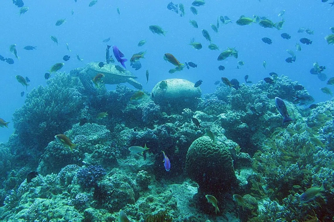 San hô tại Bohol, Philippines, năm 2015. Các đợt tẩy trắng san hô toàn cầu xảy ra vào các năm 1998, 2010, 2016 và 2024. Ảnh: Huang Danwei.