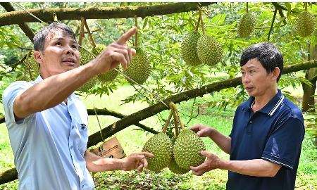 Muốn bán sầu riêng bền vững phải biết “nuôi đất” và kể câu chuyện của vườn