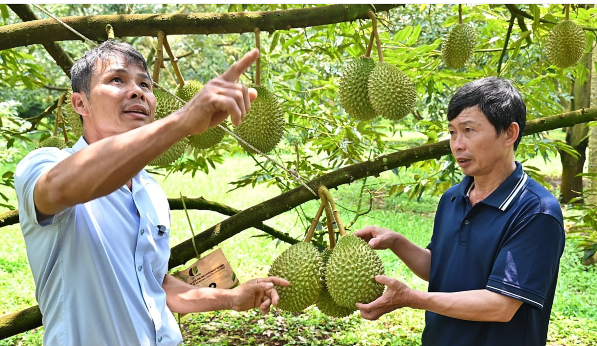 Vườn sầu riêng tại Hợp tác xã Dịch vụ nông nghiệp Tân Lập Đông. Ảnh: Bảo Thắng.