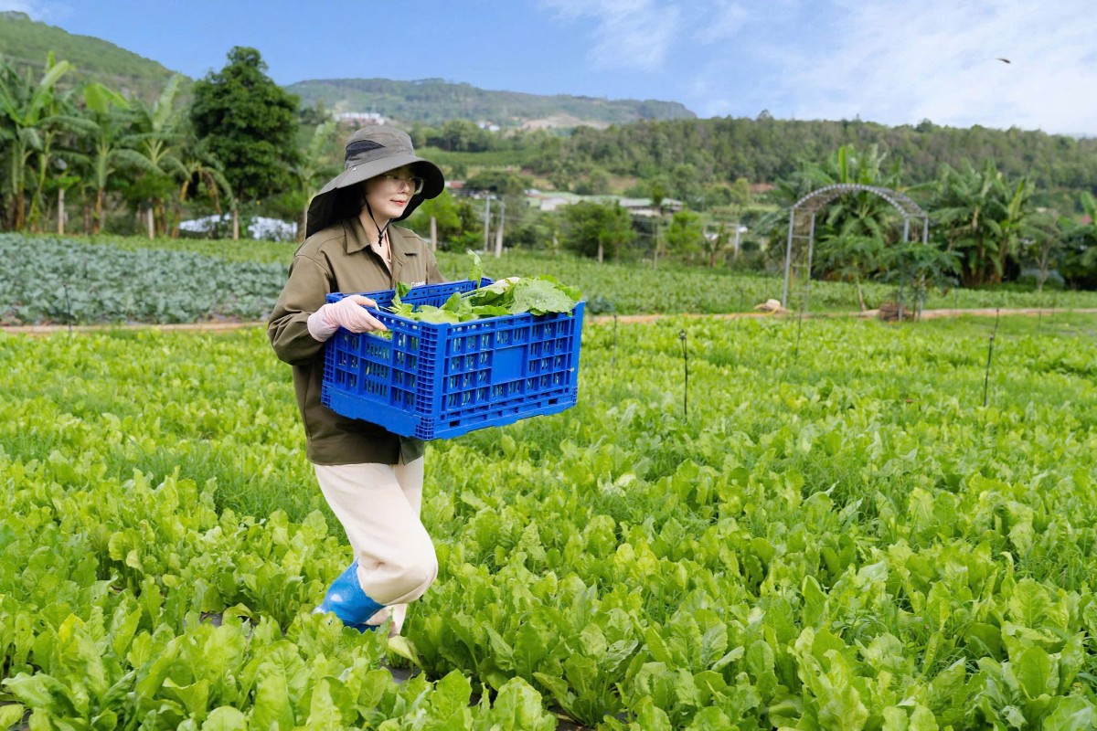 Vùng trồng sản phẩm nông nghiệp của G.Organic tại Lâm Đồng - Ảnh: Vũ Khuê.
