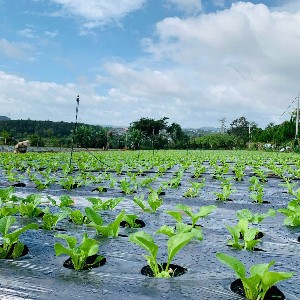 Tìm kiếm một mảnh đất cách ly hoàn toàn với các vùng canh tác vô cơ xung quanh là vô cùng gian nan - Ảnh: Vũ Khuê.