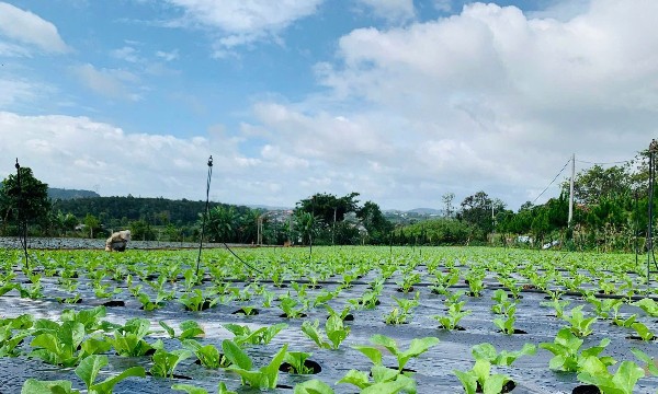 Gian nan hành trình làm nông nghiệp hữu cơ
