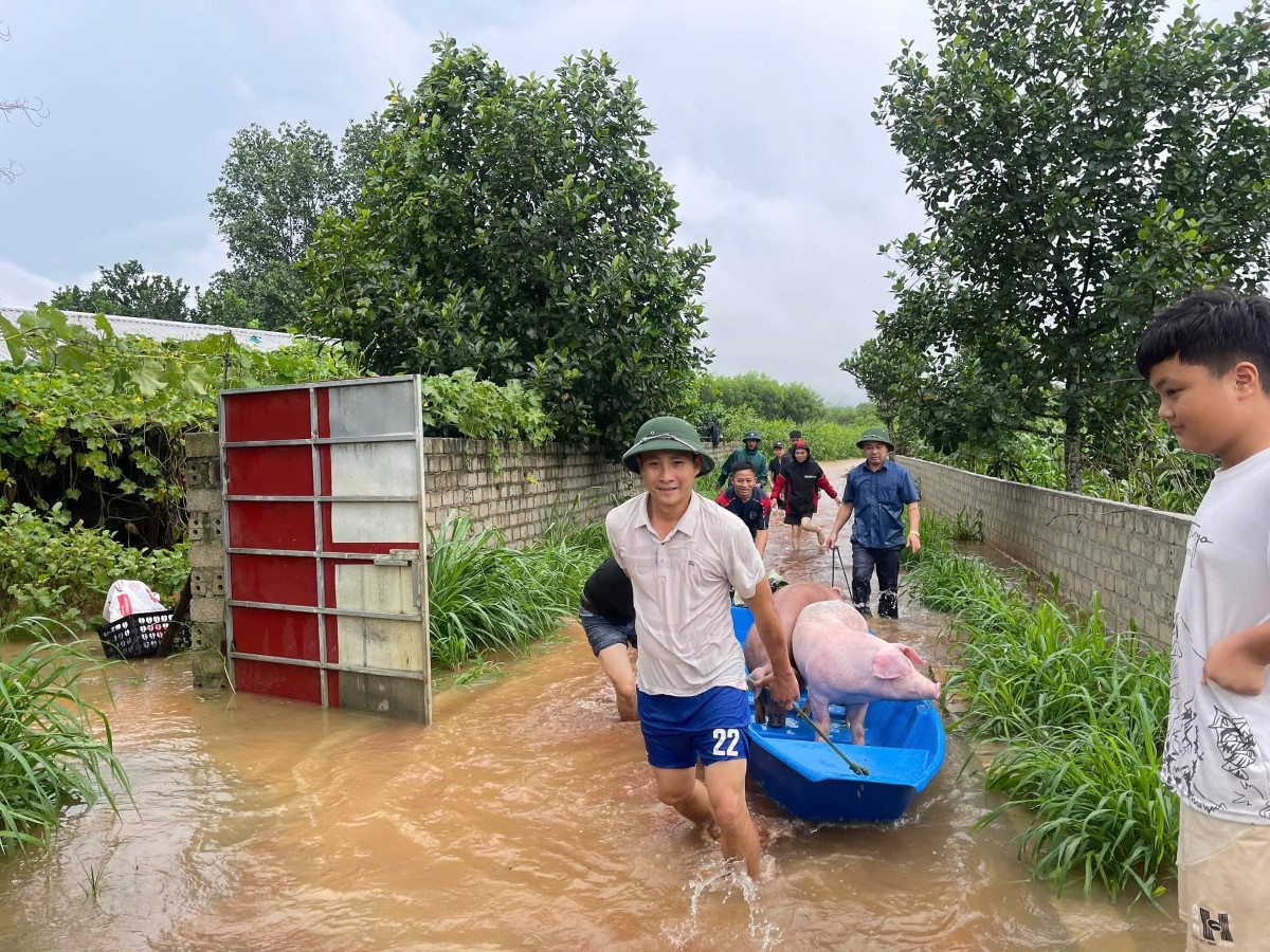 Vật nuôi được di chuyển đến nơi an toàn