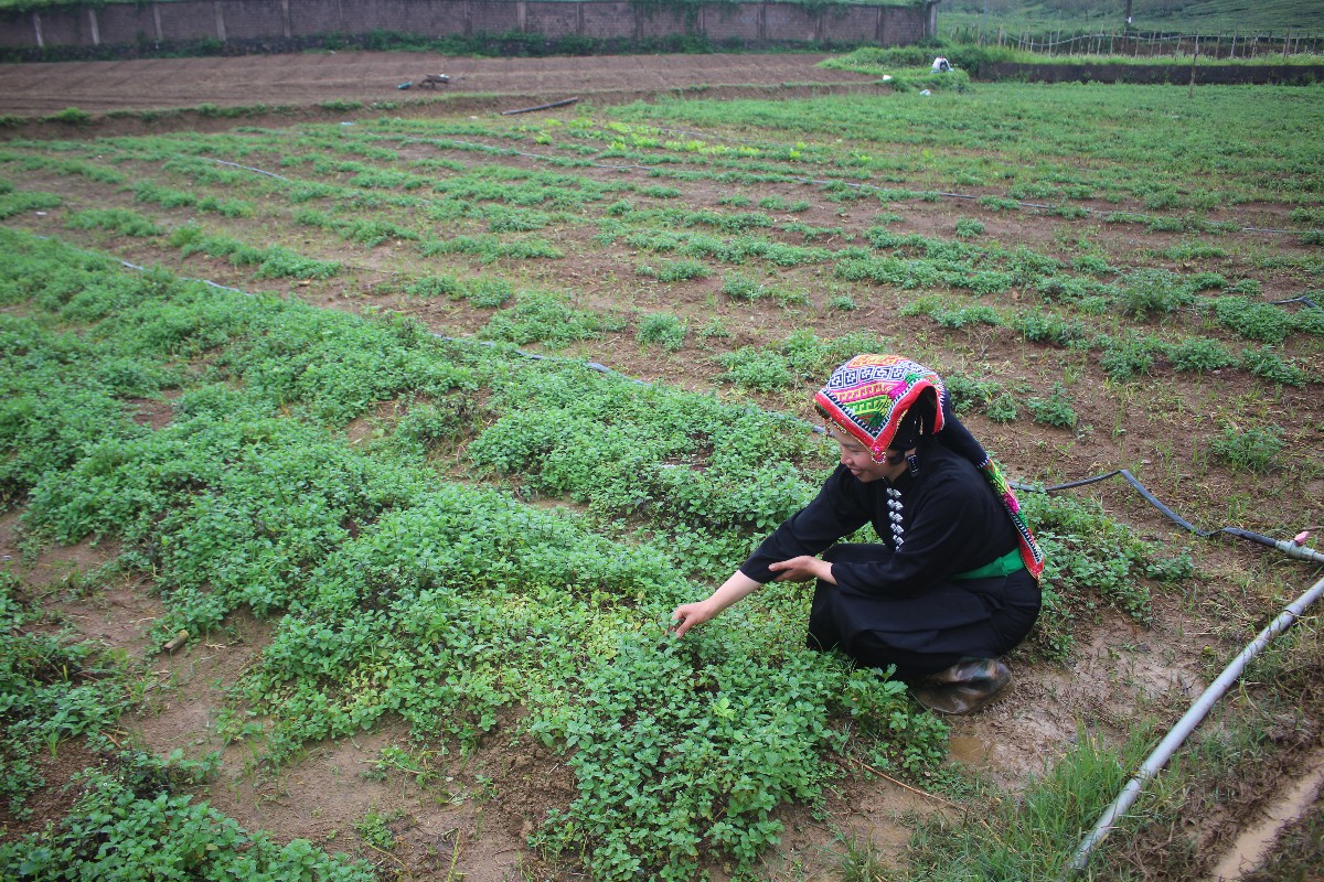 Bà Vi Thị Thu Hà trên thửa ruộng trồng húng bạc hà. Ảnh: Chu Khôi.