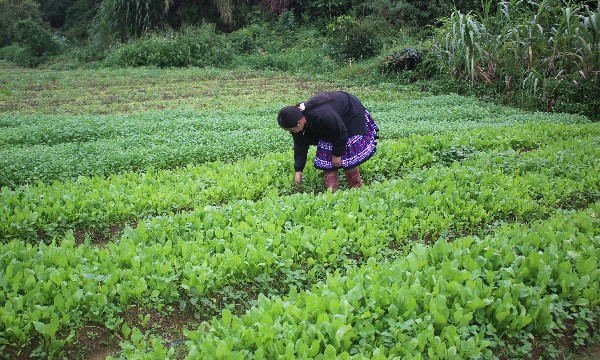 “Lắng nghe tự nhiên” để làm nông nghiệp sinh thái, hữu cơ bền vững