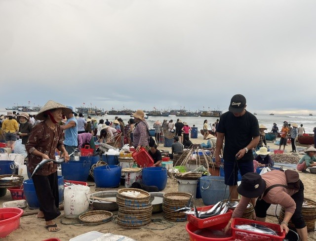 Ngư dân lựa cá mỗi buổi sáng sớm tàu về trên bãi biển Núi Thành để chuyển về các chợ tiêu thụ. Ảnh Ngô Anh Văn