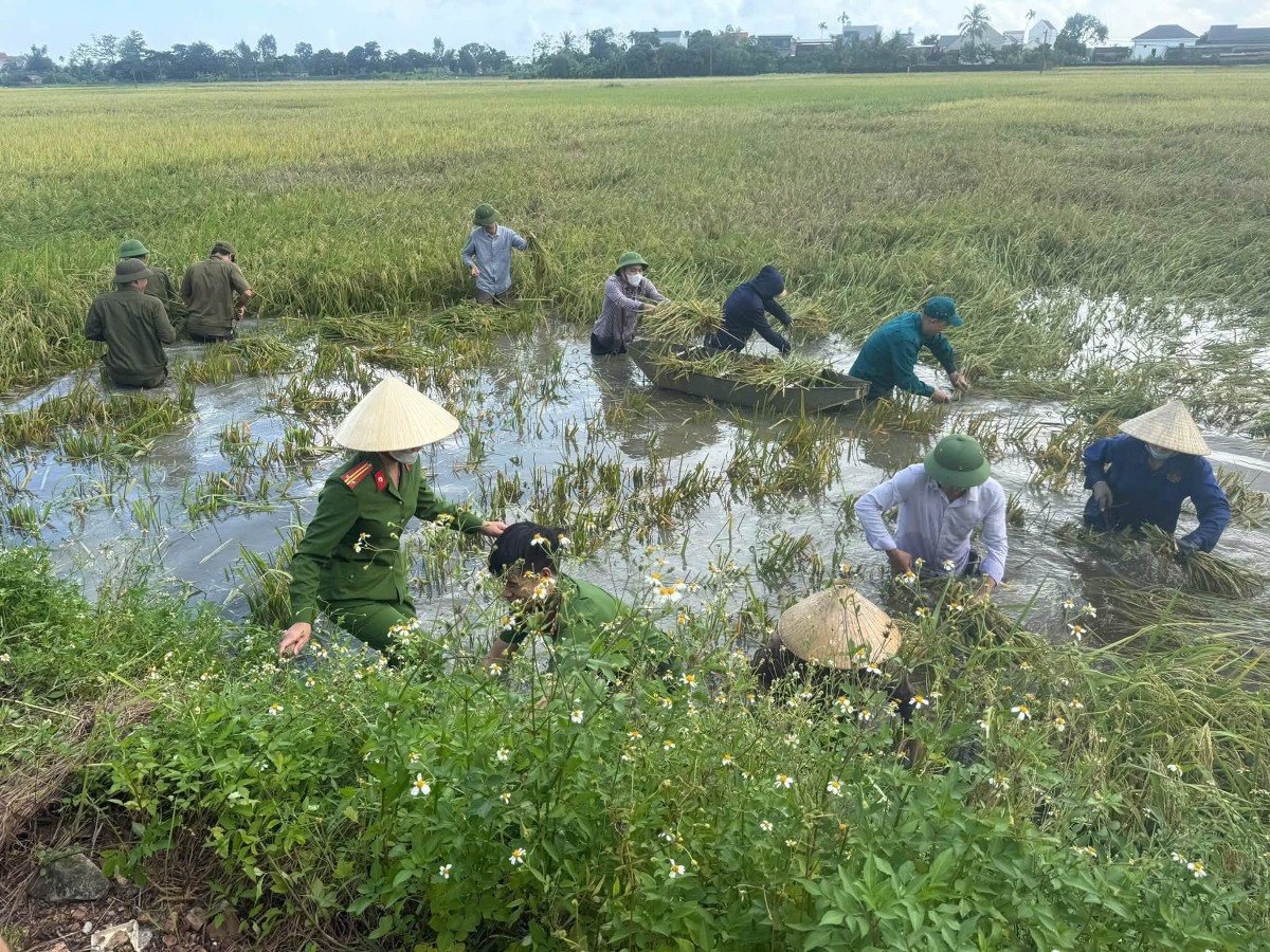 Lực lượng Công an tranh thủ từng khoảng thời gian để cùng người dân thu hoạch. Ảnh: Nguyễn Thuấn