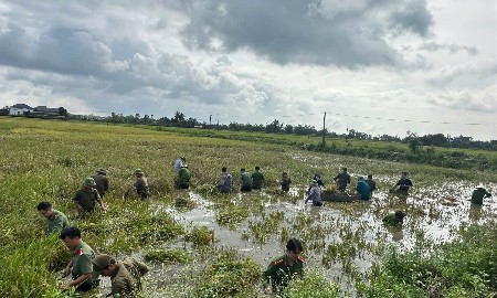 Tranh thủ ngớt mưa, Công an Thanh Hóa xuống đồng giúp dân thu hoạch lúa