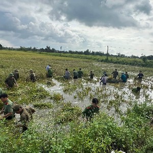 Chiều ngày 18/9, cán bộ, chiến sĩ Công an xã Hậu Lộc xuống đồng hỗ trợ người dân khẩn trương thu hoạch lúa giữa những ngày mưa lũ. Ảnh: Nguyễn Thuấn