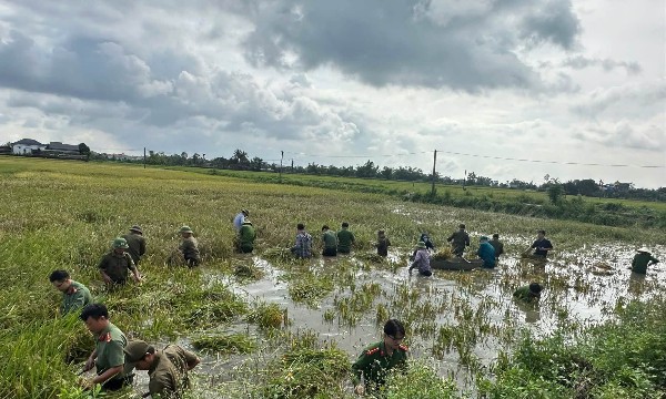 Tranh thủ ngớt mưa, Công an Thanh Hóa xuống đồng giúp dân thu hoạch lúa