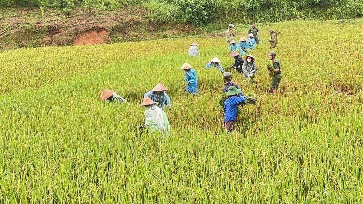 Người dân xã Nga Sơn được lực lượng Công an hỗ trợ thu hoạch diện tích lúa đã chín. Ảnh: Công an tỉnh Thanh Hóa