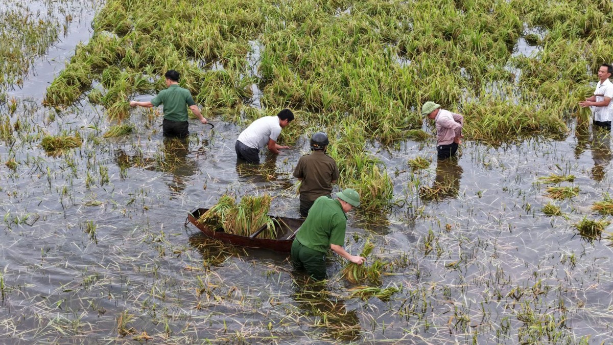 Trong chiều ngày 18/9, Công an xã Hoằng Tiến đã hỗ trợ thu hoạch được gần 1ha lúa của 4 hộ dân có ruộng lúa bị ngập nước, hạn chế thiệt hại do mưa lớn. Ảnh: Công an tỉnh Thanh Hóa