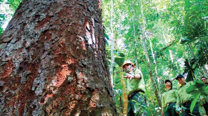 Boosting forestry value-added