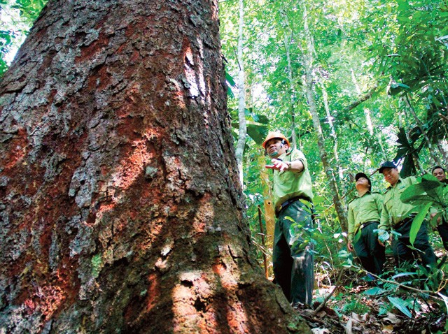 Boosting forestry value-added