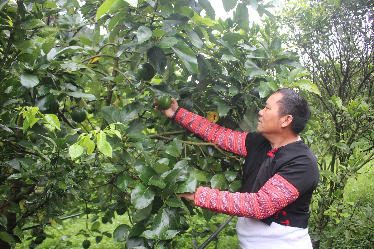 Tráng A Cao bên cây bơ Booth. Ảnh: Chu Khôi.